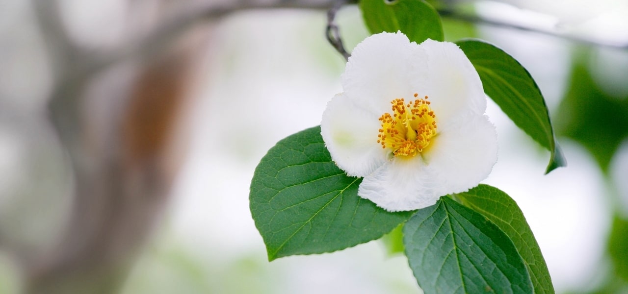沙羅双樹の花